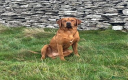 Labrador Retriever dogs for sale: Kc reg fox red working Labradors  - Image 18