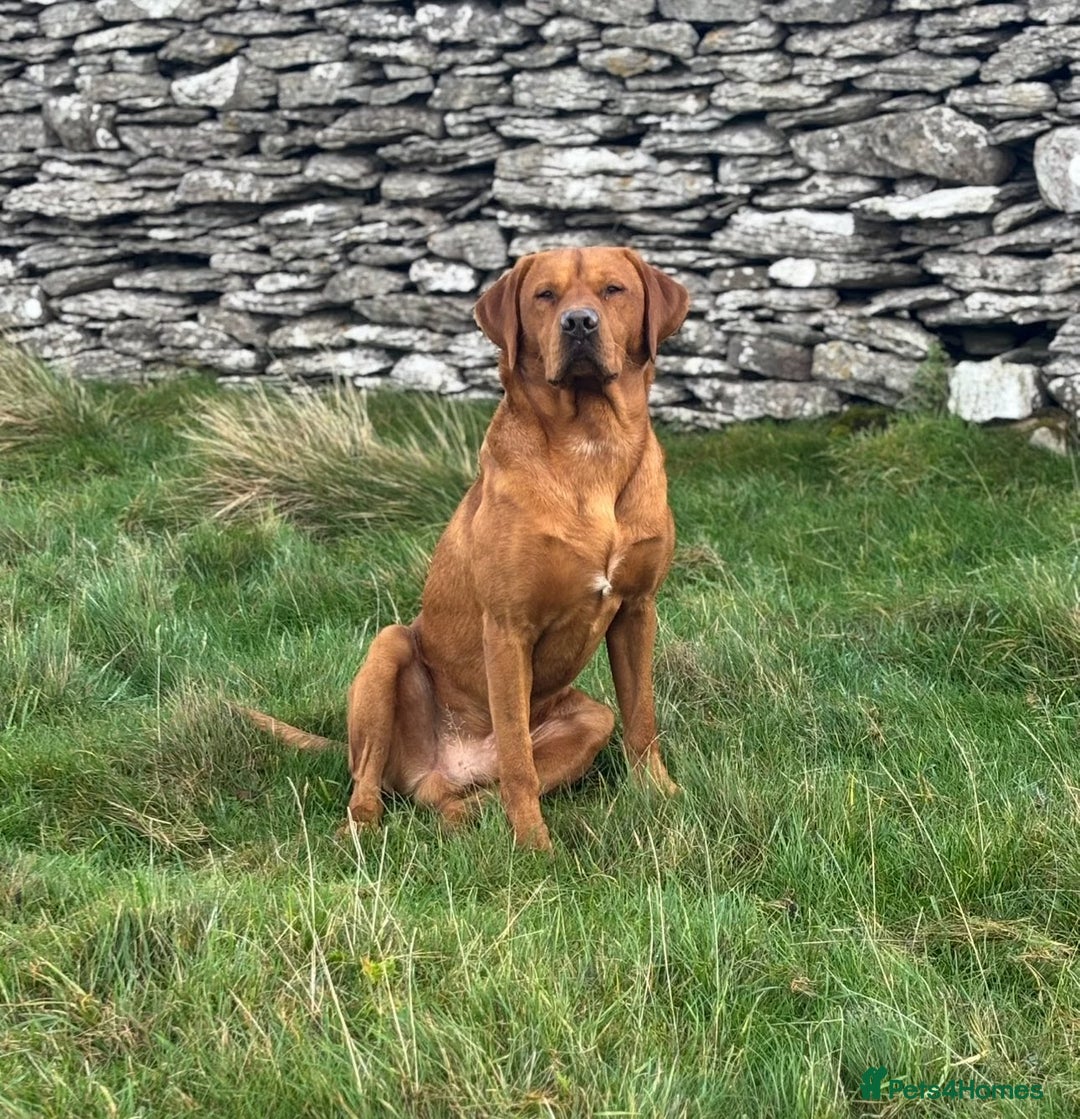 Labrador Retriever dogs for sale: Kc reg fox red working Labradors  - Image 18