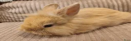 Mixed Breed rabbits for sale: Double Maned Lion Lops in Poulton-le-Fylde - Advert 4