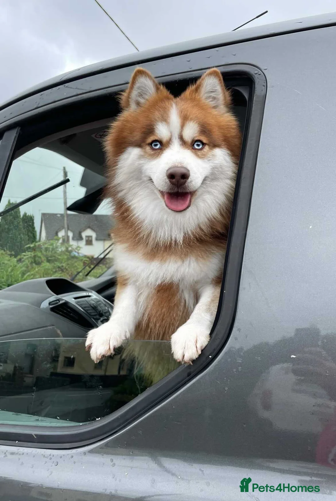 Pomsky dogs for stud: American Import Chocolate Pomsky for Stud in Ammanford - Advert 8