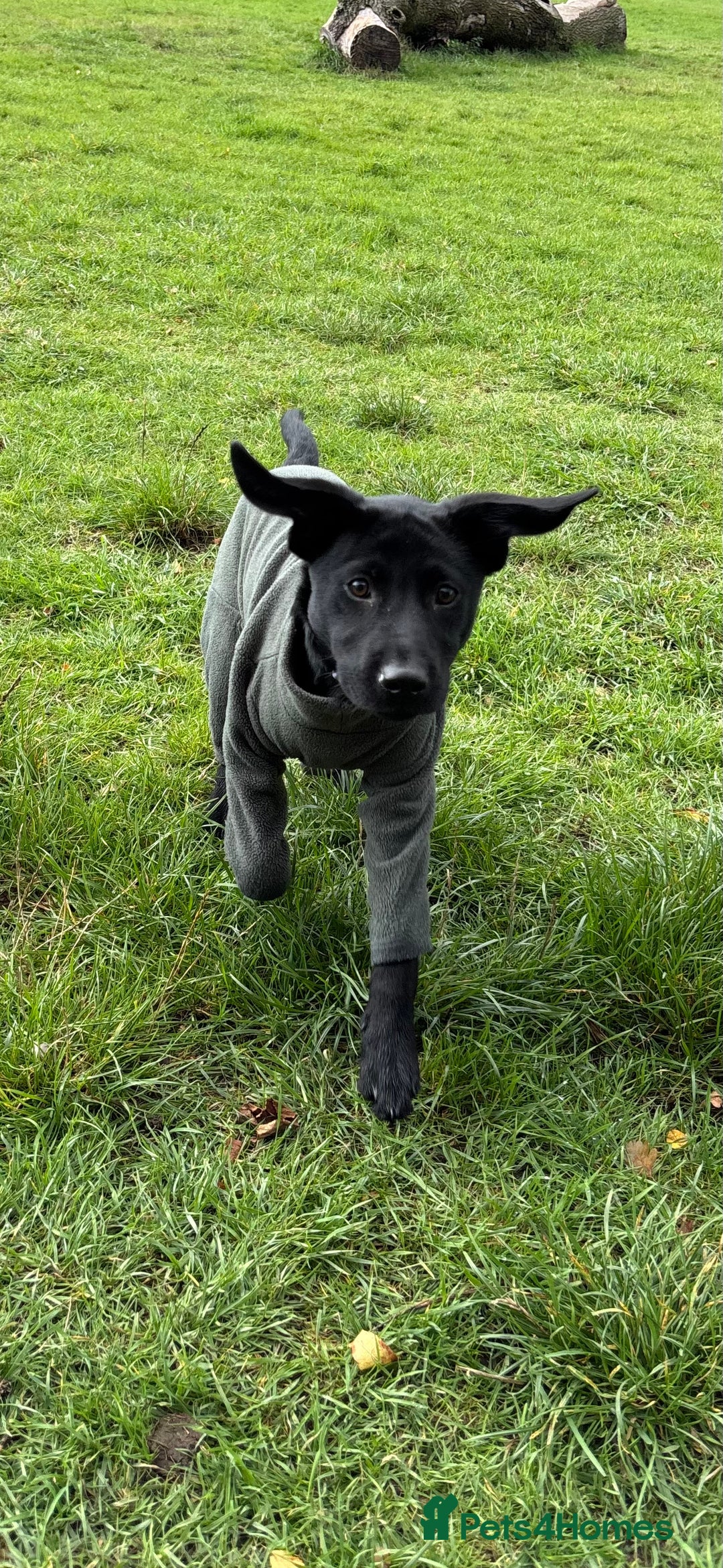 Mixed Breed dogs for sale: 6 month lab x - Advert 5