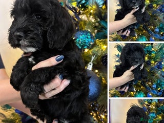 Cockapoo dogs F2 cockapoo’s (last girl) - Advert 11