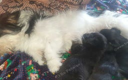 Mixed Breed dogs for sale: Shihtzu cross chihuahuas puppies (ready to leave) - Image 7