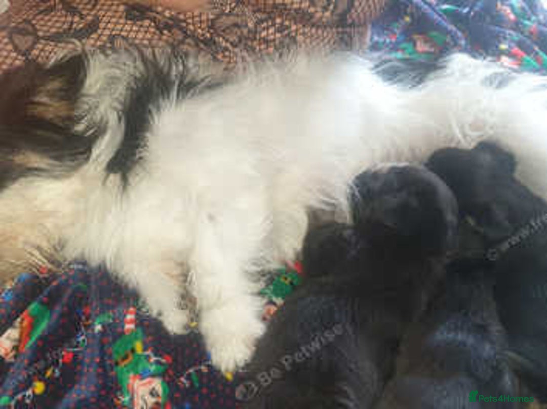 Mixed Breed dogs for sale: Shihtzu cross chihuahuas puppies (ready to leave) - Image 7