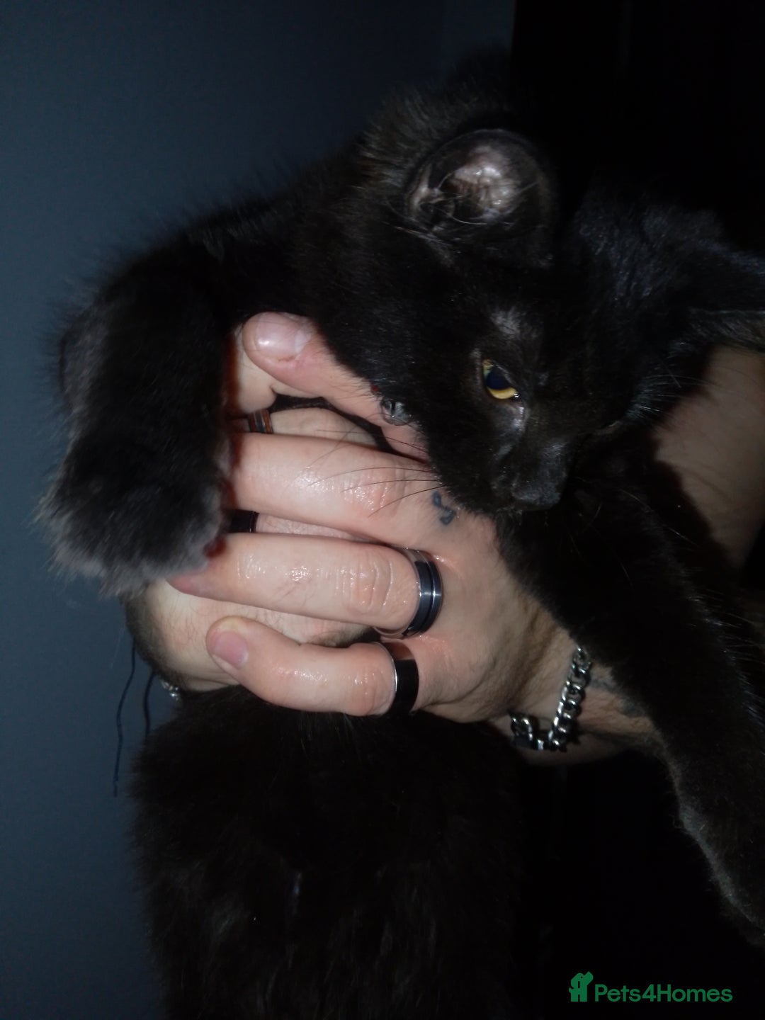 Mixed Breed cats for sale: Female black kittens  - Image 4