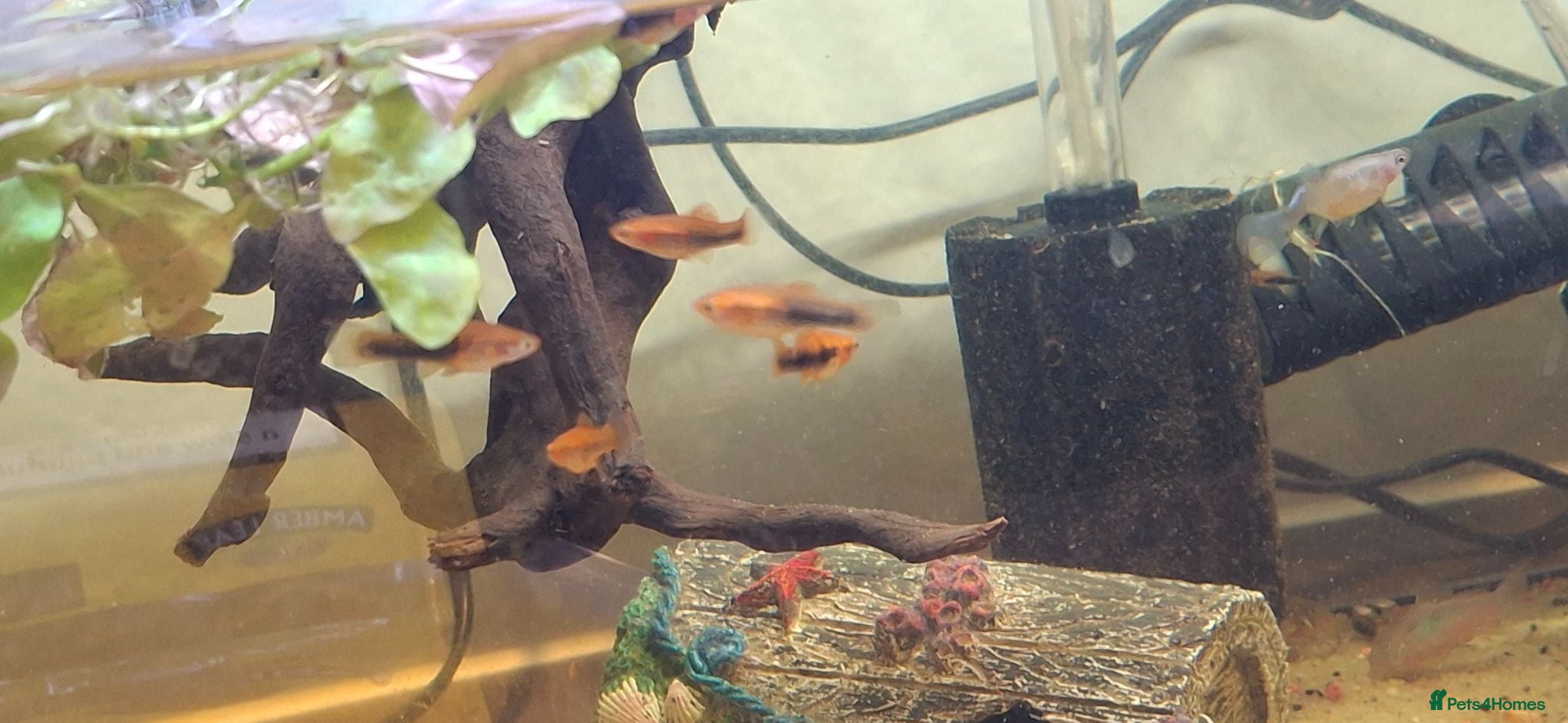 Mollies fish Platties (swordtail hybrids)  - Advert 7