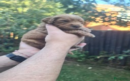 Goldendoodle dogs for sale: 🐾 Adorable Standard Goldendoodle Puppies 🐾 - Image 13