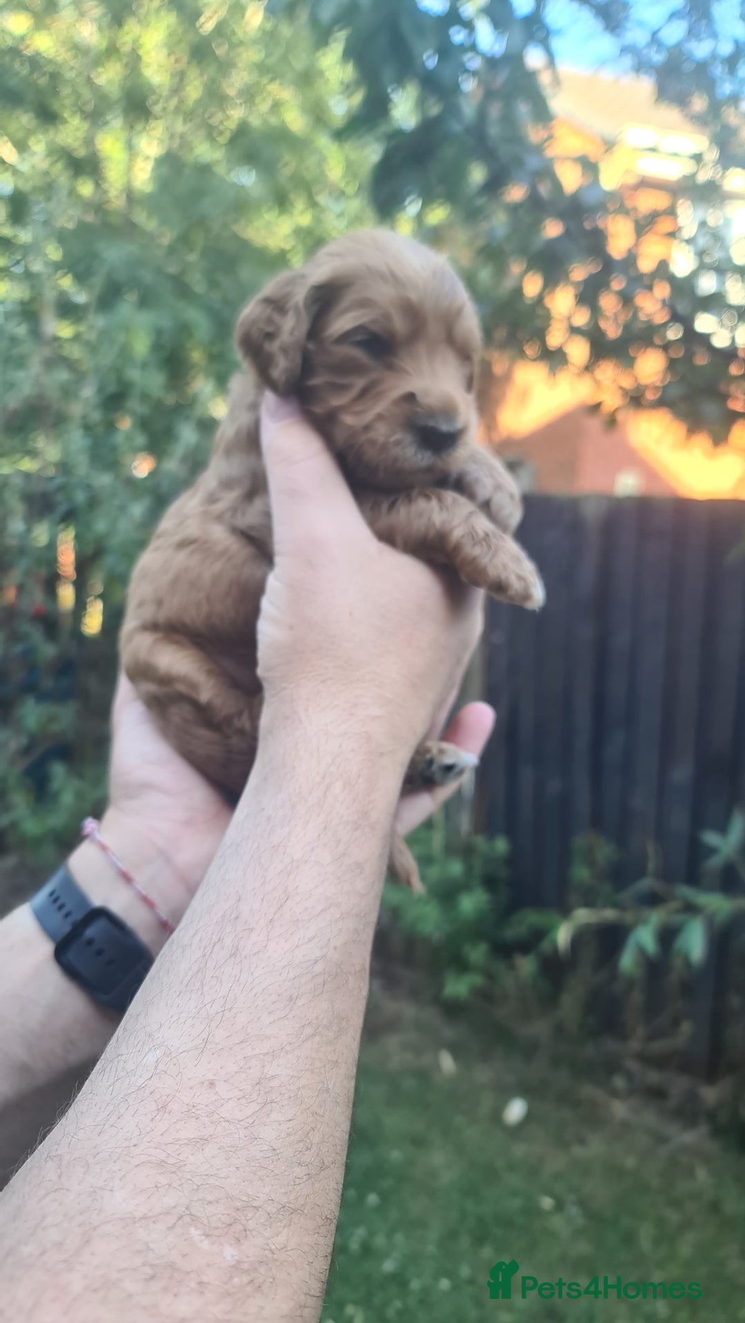Goldendoodle dogs for sale: 🐾 Adorable Standard Goldendoodle Puppies 🐾 - Image 13