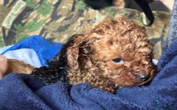 Cavapoo dogs for sale: Top quality F1b toy cavapoos  - Image 29