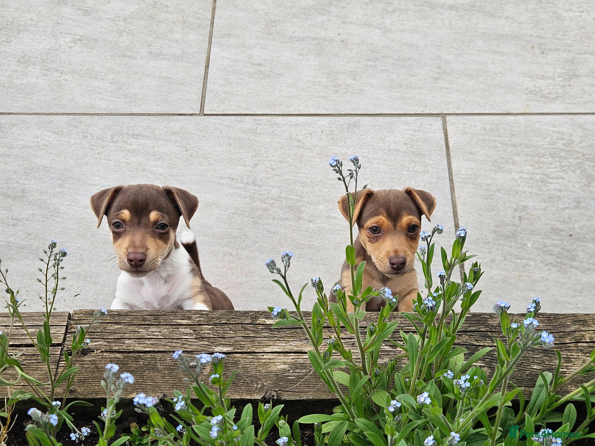 Jack Russell dogs Chocolate miniature Jack Russell pups  - Advert 9