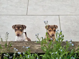 Jack Russell dogs Chocolate miniature Jack Russell pups - Advert 6