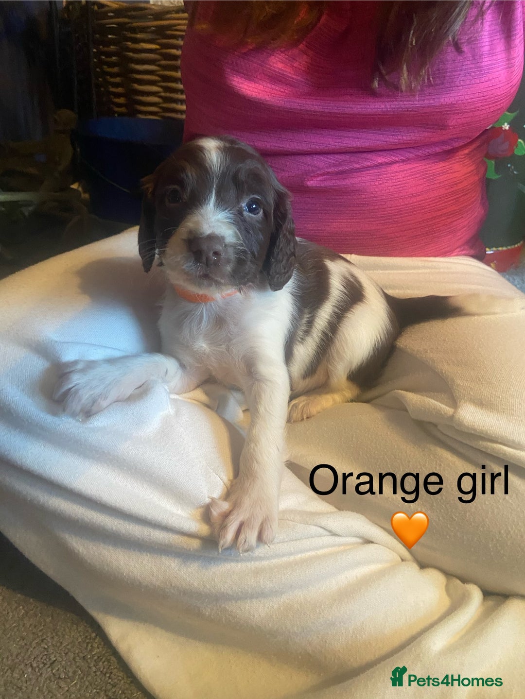 English Springer Spaniel dogs for sale: Springer spaniel puppies  - Advert 13