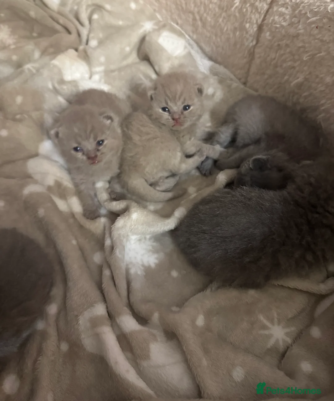 British Shorthair cats for sale: British shorthair  in Portsmouth - Advert 2