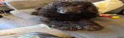 Cocker Spaniel dogs for sale: Spayed Cocker Spaniel  in Barnsley - Advert 4