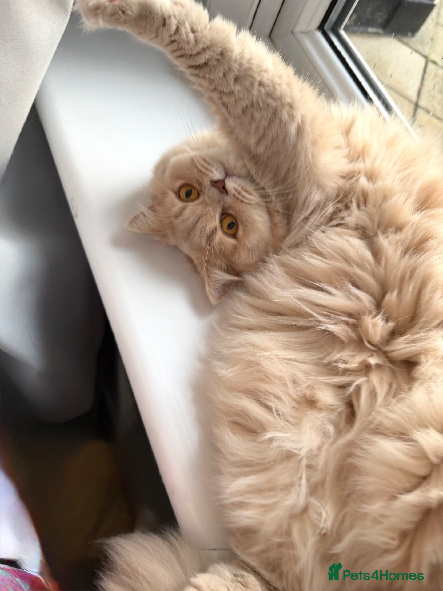British Longhair cats for sale: British Longhair 🎀 - Advert 2
