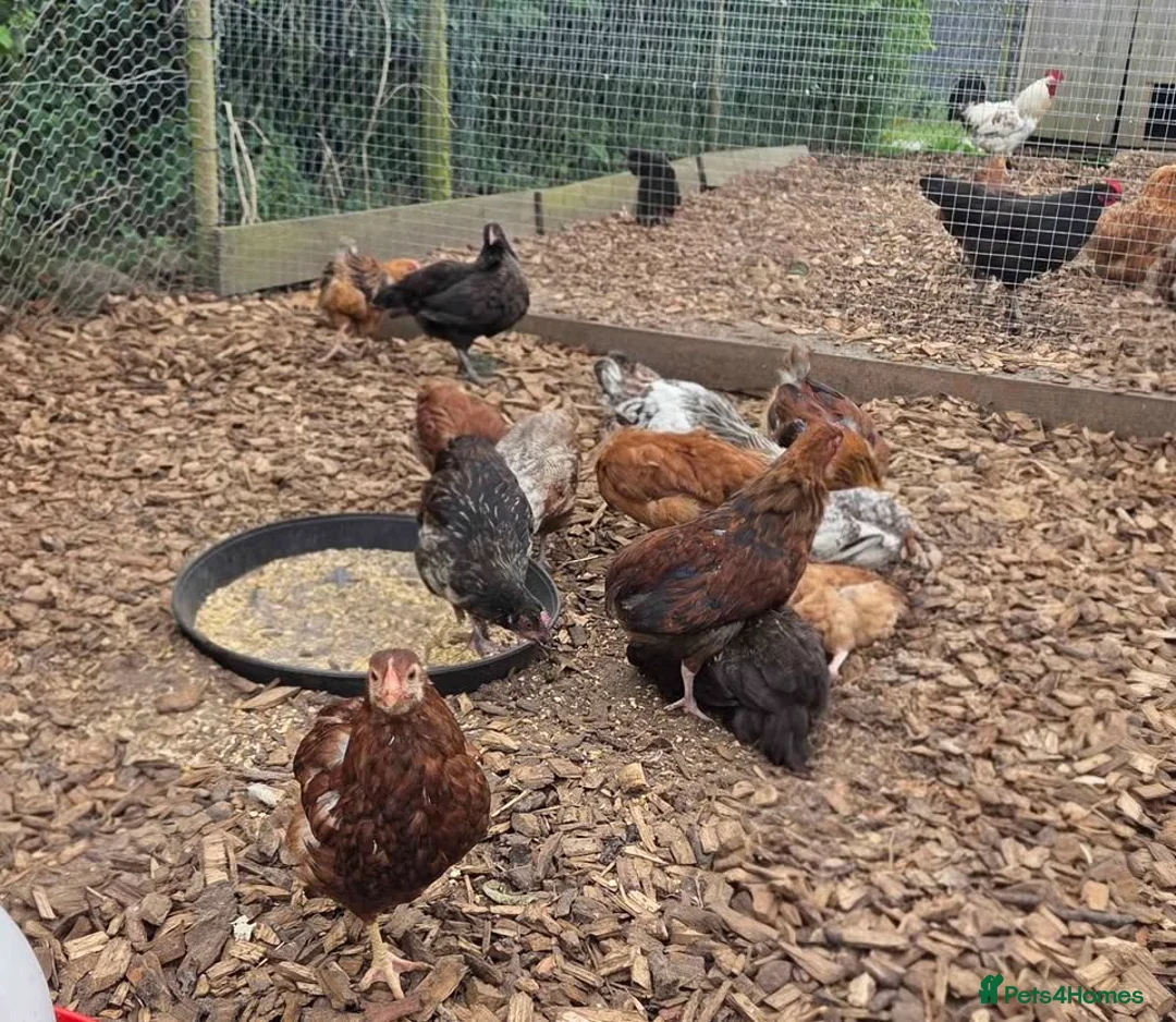 Chickens poultry for sale: Hybrid Egg Layers in Maryport - Advert 1