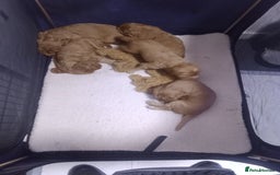 Cocker Spaniel dogs for sale: Working cocker spaniel pups - Image 1