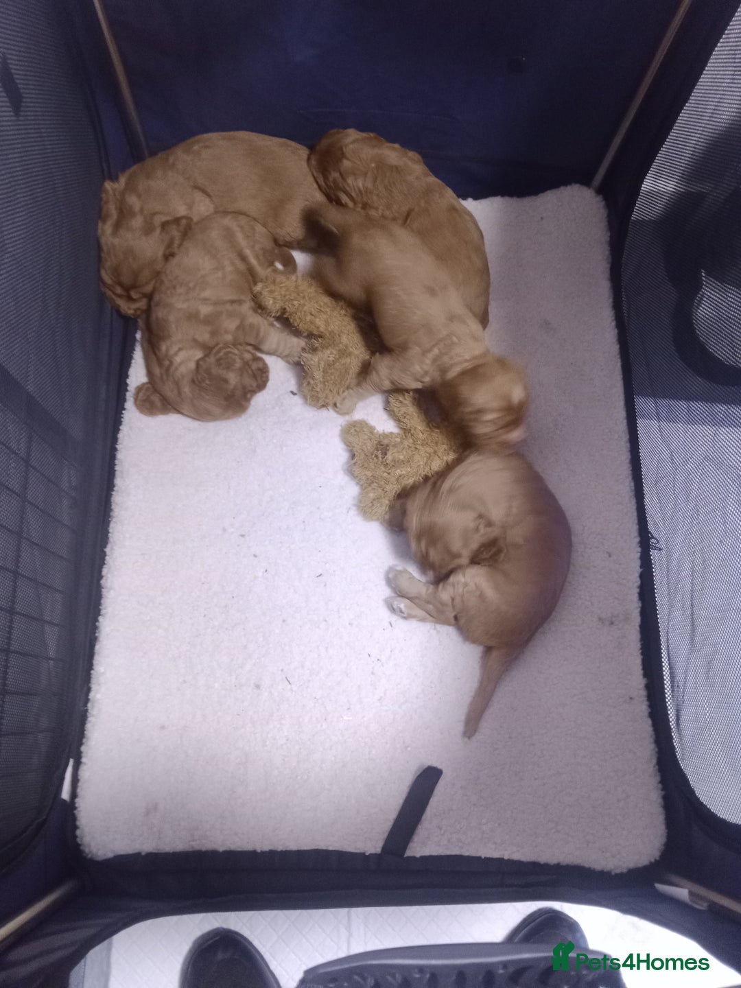 Cocker Spaniel dogs for sale: Working cocker spaniel pups - Image 1