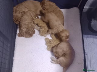 Cocker Spaniel dogs for sale - Advert 1