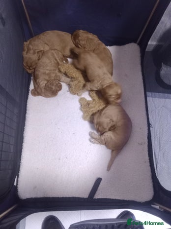 Cocker Spaniel dogs - Advert 1