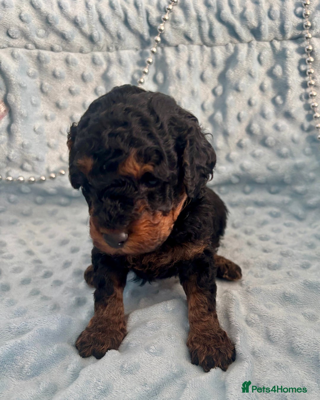 Toy Poodle dogs for sale: KC registered toy poodles - Advert 10