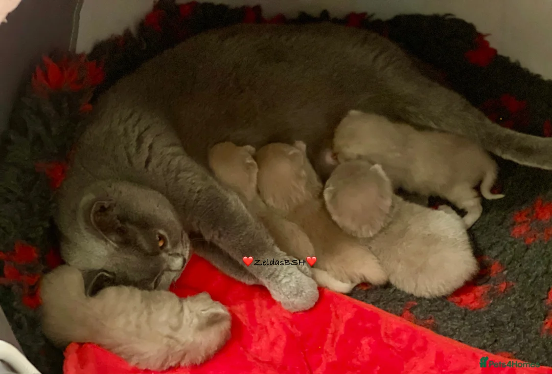 British Shorthair cats for sale: 💕Beautiful BSH lilac girl💕 - Advert 3