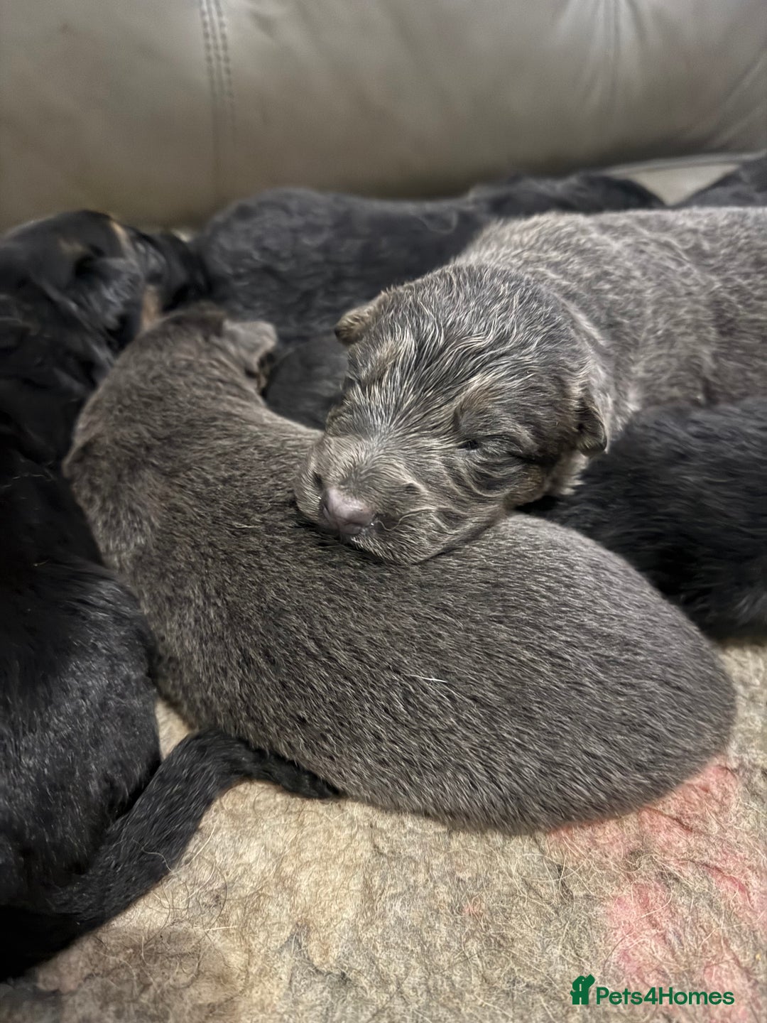 German Shepherd dogs for sale: KC GSD long coat.  Fantastic bloodlines.  - Advert 12