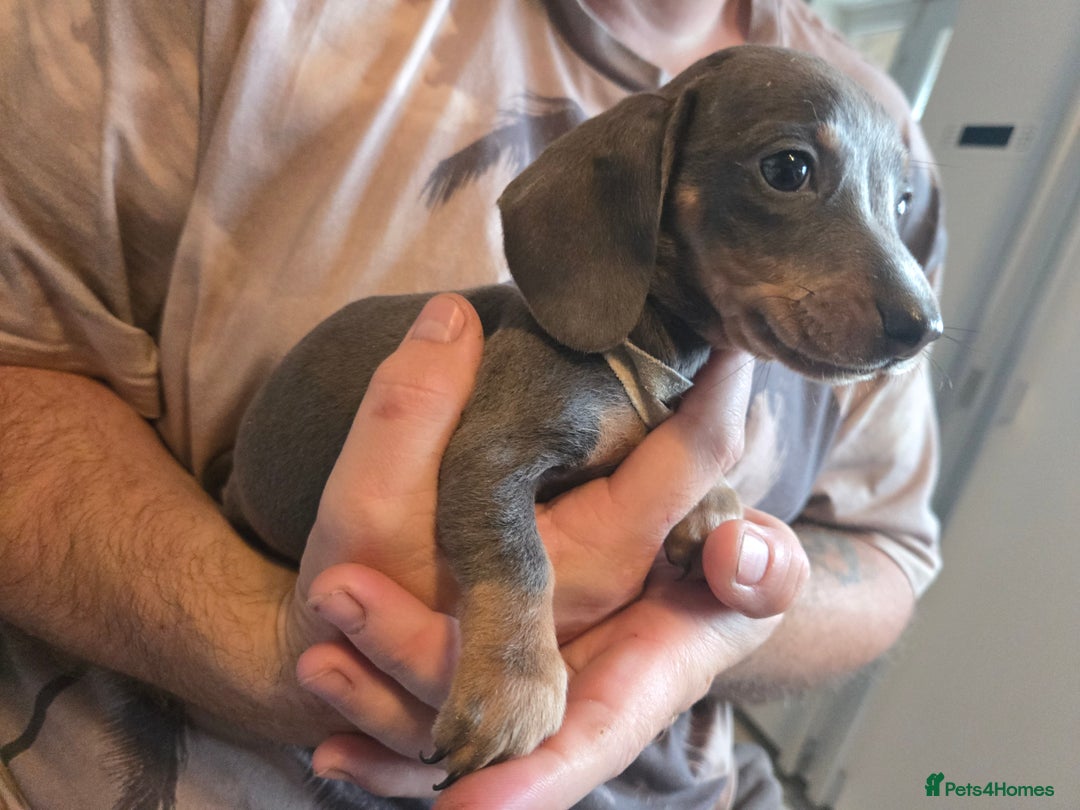 Miniature Dachshund dogs for sale: REDUCED !! Miniature dachshund puppies kc reg   - Image 29