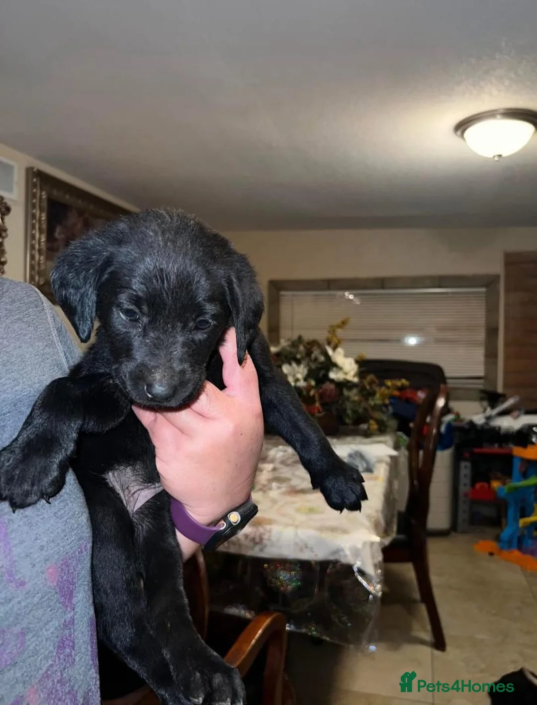 Labrador Retriever dogs for sale: Black Chunky Lab Puppies in Leatherhead - Advert 6