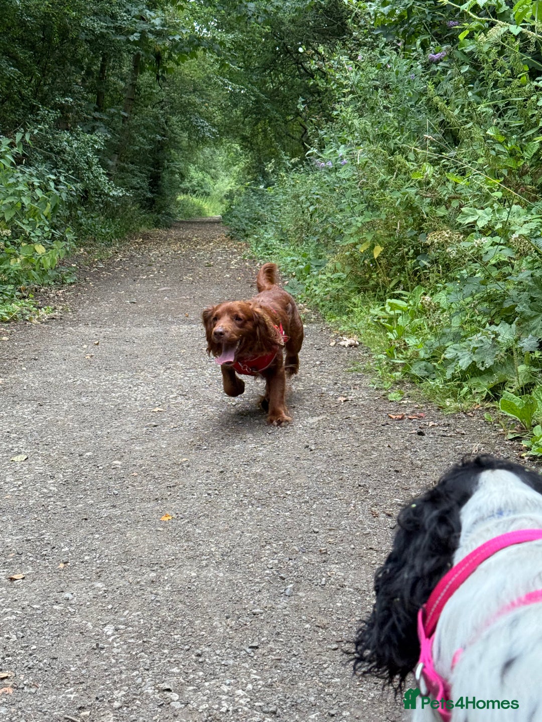 English Springer Spaniel dogs for sale: Male sprocker spaniel, Two years old, red colour  - Image 5