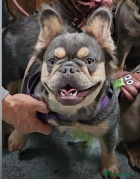 French Bulldog dogs 2 fluffy and pink carrier pups left  - Advert 1