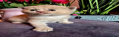 British Shorthair Kitten 3