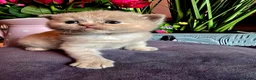 British Shorthair cats for sale: Beautiful kittens looking forever home 🏡 😍  - Advert 37