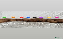 Cavapoo dogs for sale: Beautiful Red F1b Cavapoo Puppies - Advert 16