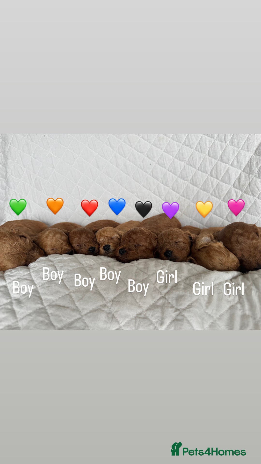 Cavapoo dogs for sale: Beautiful Red F1b Cavapoo Puppies - Advert 16