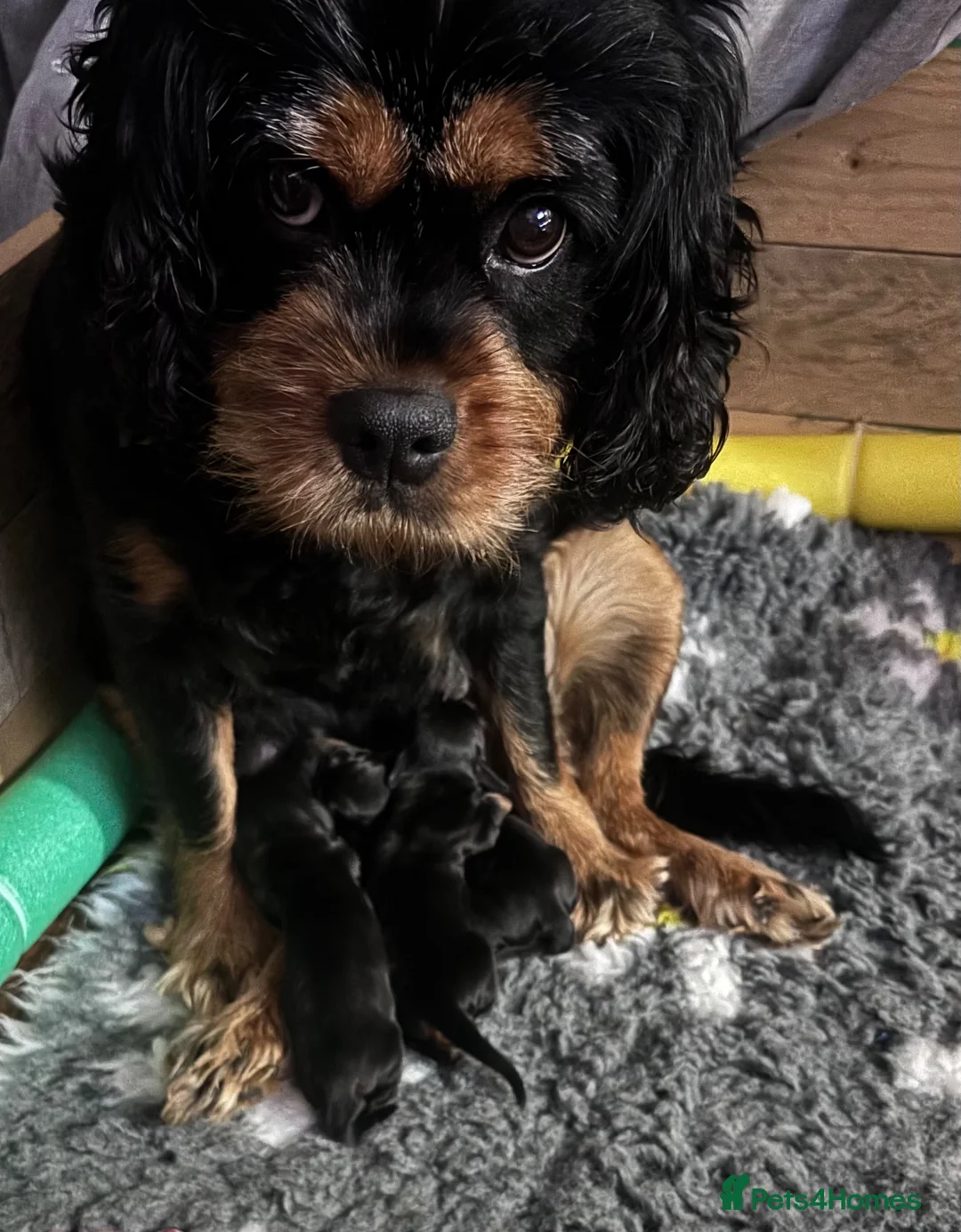 Mixed Breed dogs for sale: 🚨😂 DAPHNE’S HOLIDAY ROMANCE COLLECTION 😂🚨 - Advert 1