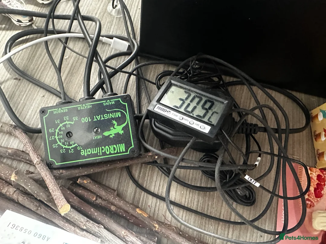 Snake reptiles for sale: California Kingsnake  + Full Setup – £220 in Middlesbrough - Advert 3