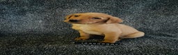 Labrador Retriever dogs for sale: Fox Red KC Reg Labrador Pups - Advert 11
