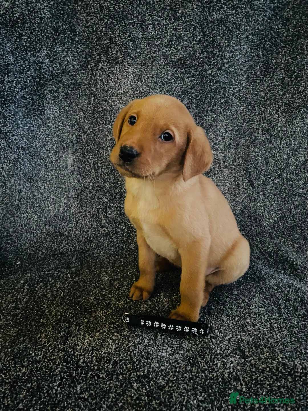 Labrador Retriever dogs for sale: Fox Red KC Reg Labrador Pups - Advert 11