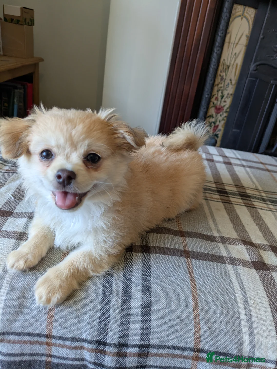 Chihuahua dogs for sale: Superb Longhaired pedigree toy chihuahuas - Advert 1