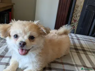 Chihuahua dogs for sale: Superb Longhaired pedigree toy chihuahuas - Advert 1