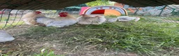 Chickens poultry for sale: Silkie feathered pekin hatching eggs  - Advert 5