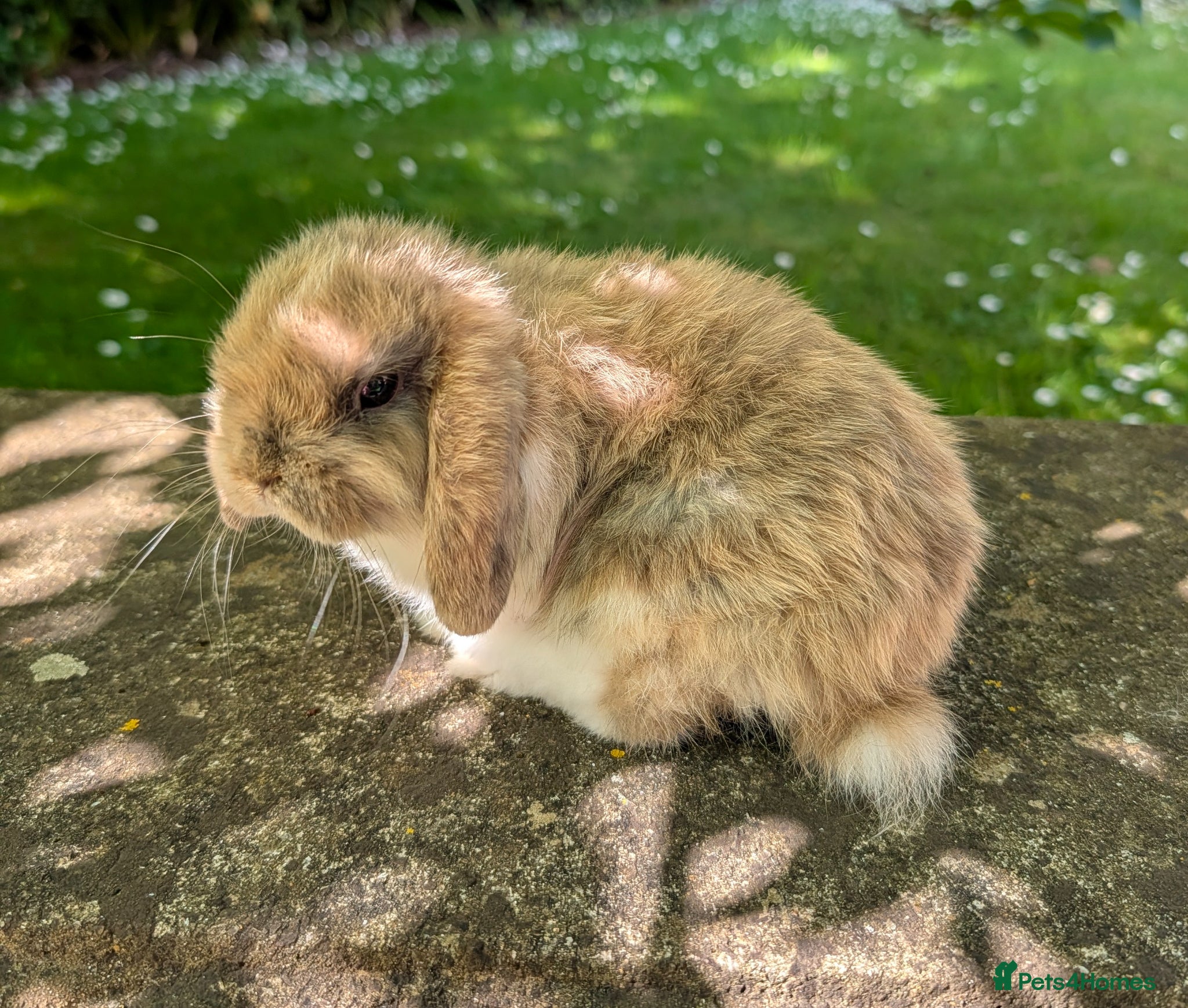 Mini Lop rabbits Adorable Pure Bred Mini Lop Male *Ready Now* - Advert 2