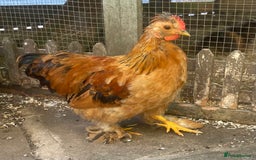 Chickens poultry for sale: Hen, POL Hens, Cockerels and chicks - Image 6