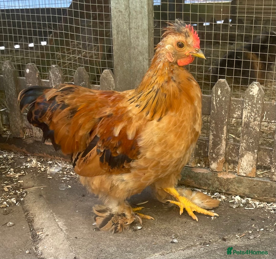 Chickens poultry for sale: Hen, POL Hens, Cockerels and chicks - Image 6