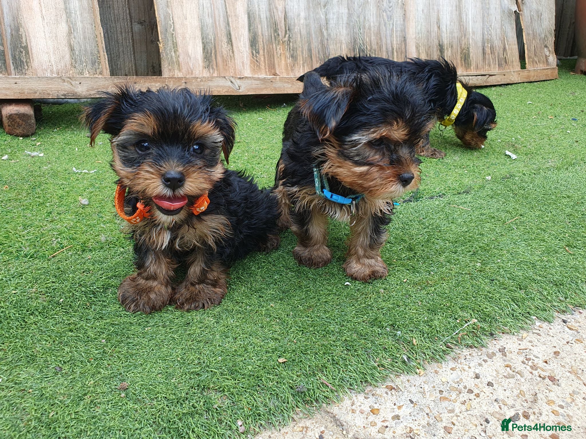 Yorkshire Terrier dogs Yorkshire terrier puppies 8 weeks old  - Advert 3