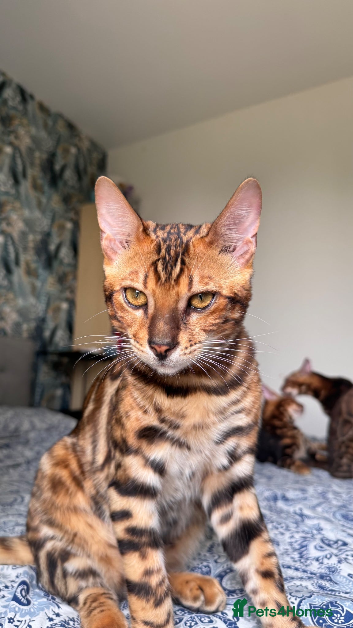 Bengal cats for sale: TICA Bengal cats adorable educated with kid NO UK  in London - Advert 6