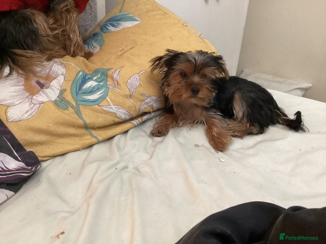Yorkshire Terrier dogs for sale: Puppies for sale - Image 7