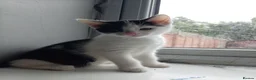 Mixed Breed cats for sale: 4 beautiful mixed kittens - Advert 15