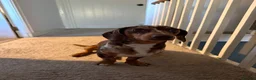 Miniature Dachshund dogs for stud: Dapple Miniature Dachshund for Stud - Advert 2